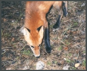  Fox At Our Camp 
