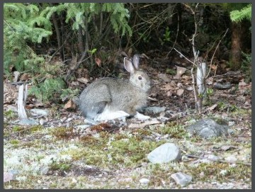  A Rabbit Visiting Our CampSite 