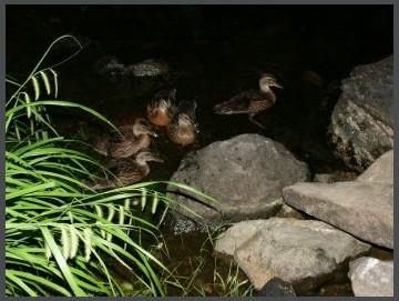  Duck Family 