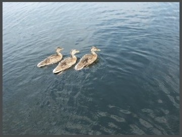  Swimming Away 